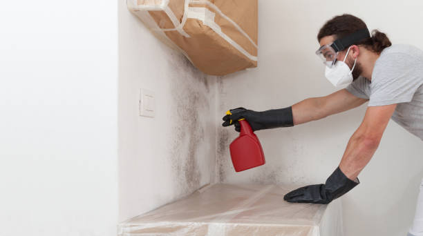 Professional Mold Remediation technician working in Belmont, MI