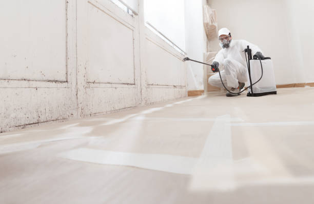 24/7 Emergency Mold Remediation experts in Belmont, MI